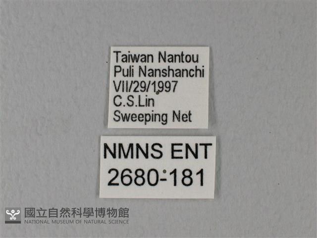 異粉蝶、雌白黃蝶藏品圖，第3張