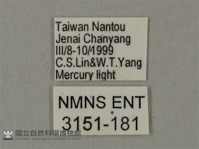 臺灣鋸翅天蛾藏品圖，第3張