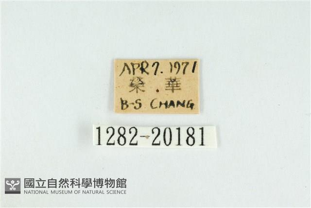 霓彩燕灰蝶藏品圖，第3張