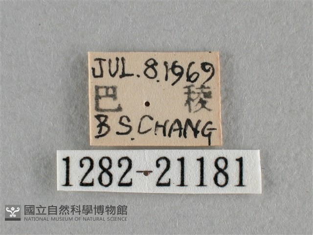 臺灣赭弄蝶藏品圖，第3張