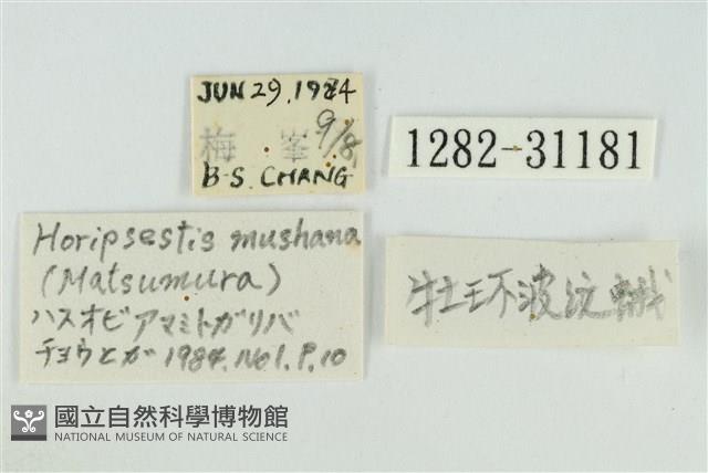 霧社環波紋蛾藏品圖，第3張