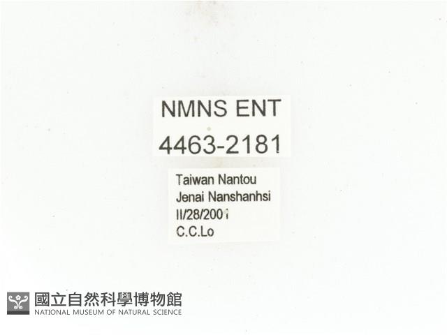 臺灣扇角金龜藏品圖，第2張