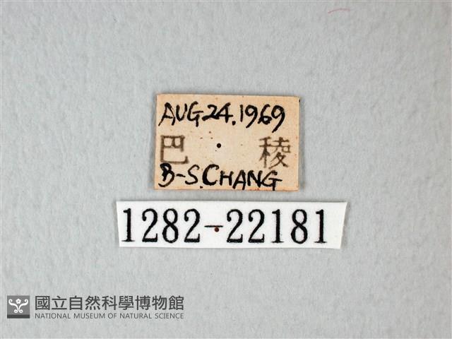 隱錨紋蛾藏品圖，第3張