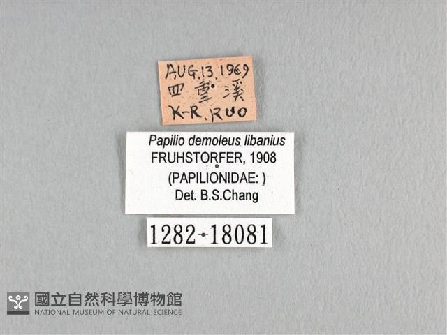 花鳳蝶、無尾鳳蝶藏品圖，第3張