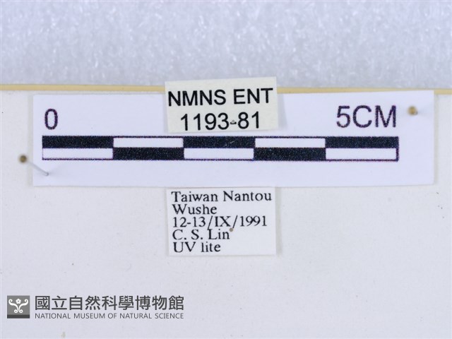 粉蝶燈蛾藏品圖，第3張