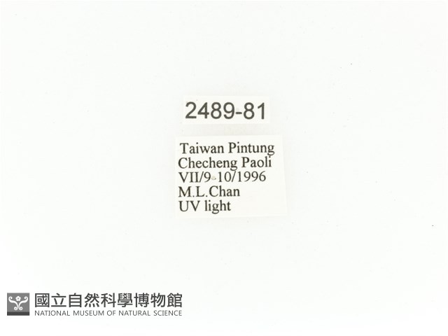 臺灣角金龜藏品圖，第2張