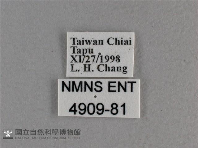 寬邊橙斑弄蝶藏品圖，第3張