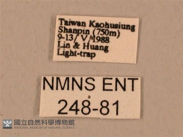 臺灣鷹翅天蛾藏品圖，第3張