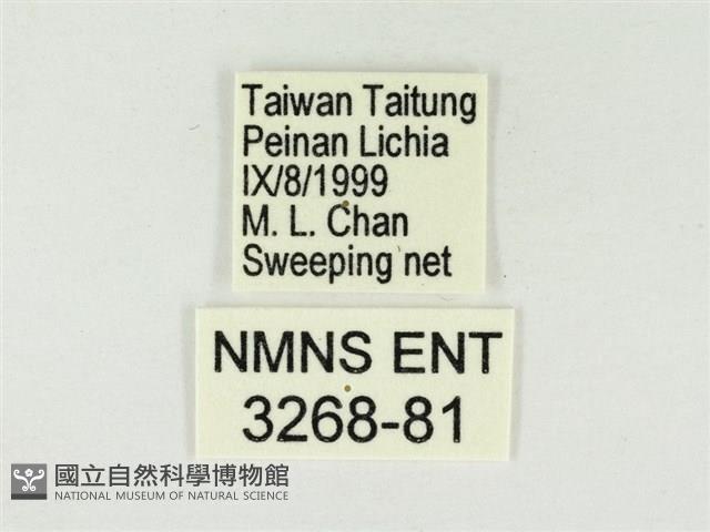 白雅波灰蝶藏品圖，第3張