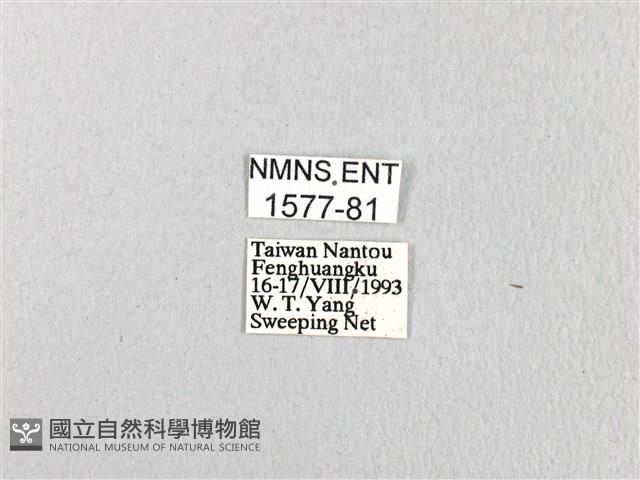 青帶鳳蝶藏品圖，第3張