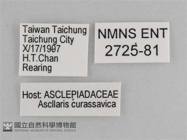 樺斑蝶藏品圖，第3張