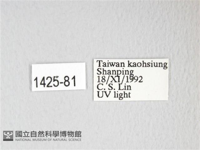 黃豹天蠶蛾藏品圖，第3張