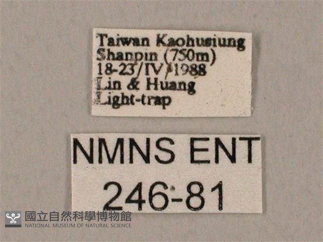 裂斑鷹翅天蛾藏品圖，第3張