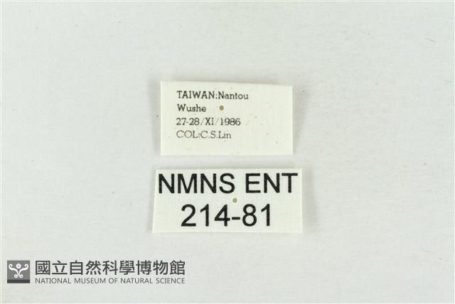 印華波紋蛾藏品圖，第3張