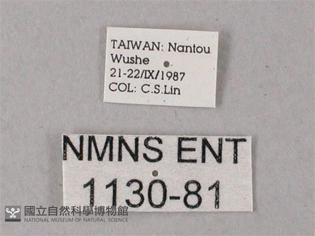 臺灣白肩天蛾藏品圖，第3張