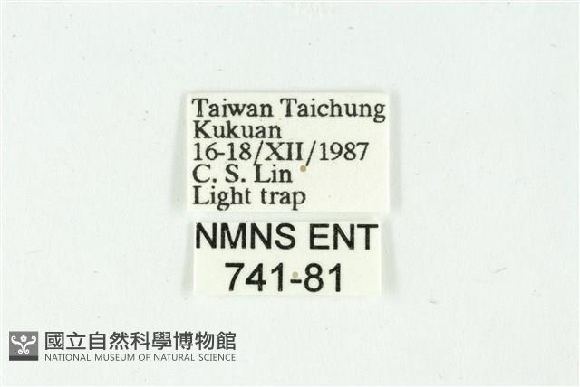 白斑散紋夜蛾藏品圖，第3張