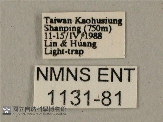 全緣缺角天蛾藏品圖，第3張