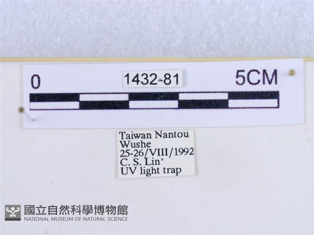 閃光苔蛾藏品圖，第3張