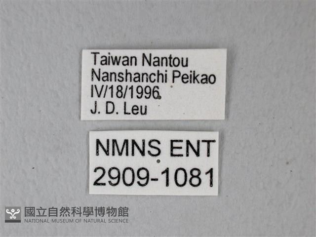 異粉蝶、雌白黃蝶藏品圖，第3張