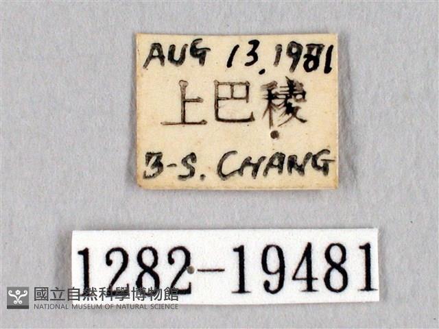 埔里帶蛾藏品圖，第3張