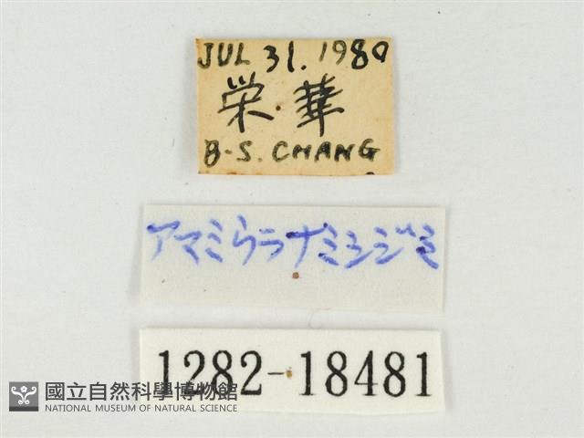 大娜波灰蝶藏品圖，第3張
