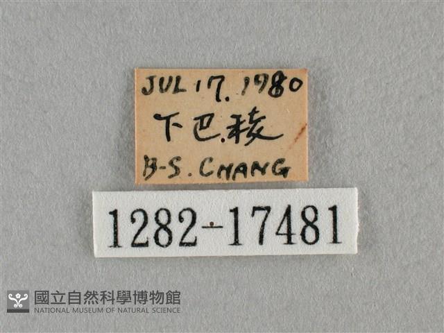 細灰蝶藏品圖，第3張