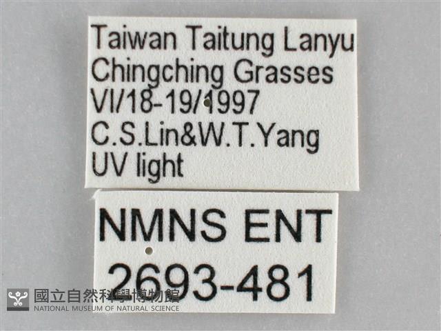 雙黃條天蛾藏品圖，第3張