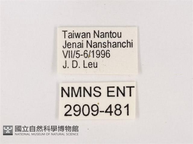 嫵琉灰蝶藏品圖，第3張