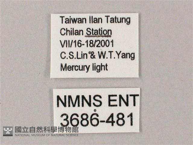 臺灣白肩天蛾藏品圖，第3張