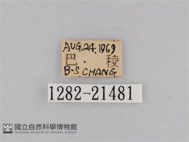 密紋波眼蝶藏品圖，第3張