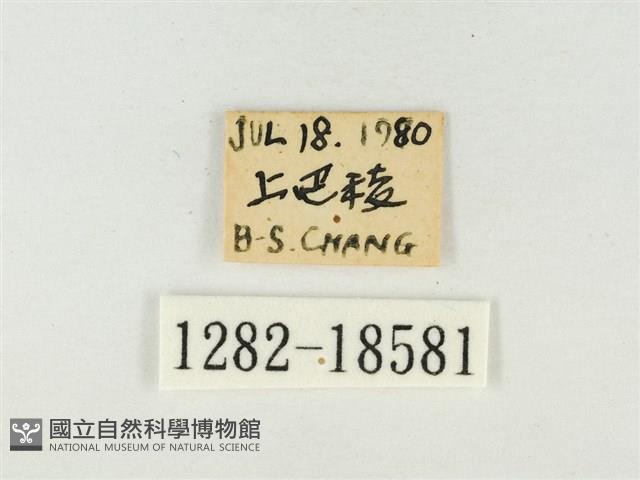 燕尾紫灰蝶藏品圖，第3張