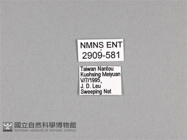 劍鳳蝶藏品圖，第3張