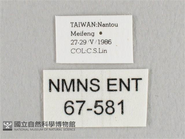 銀端帶鉤蛾藏品圖，第3張