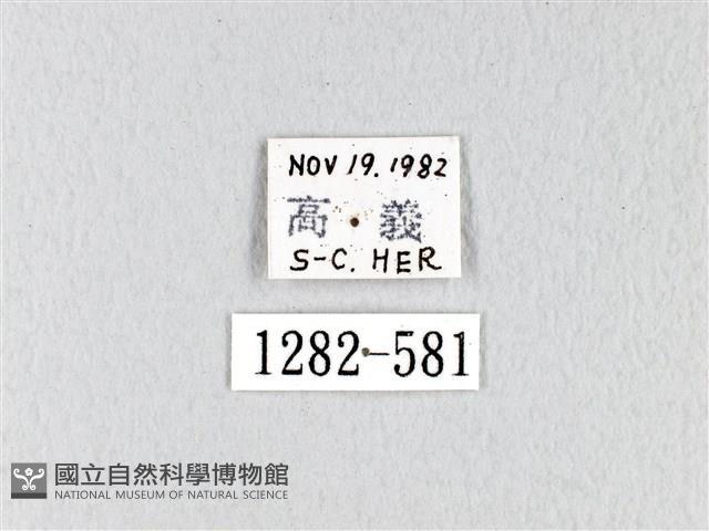 緣斑枯葉蛾藏品圖，第3張