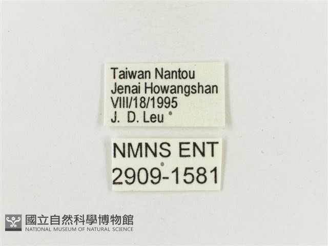 白斑蔭眼蝶藏品圖，第3張