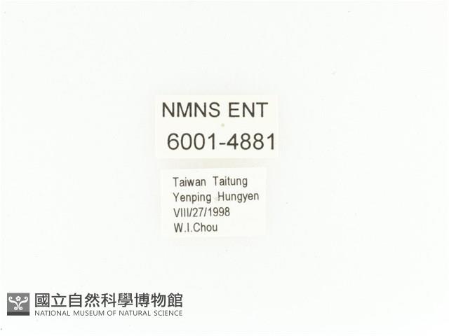 臺灣扇角金龜藏品圖，第2張