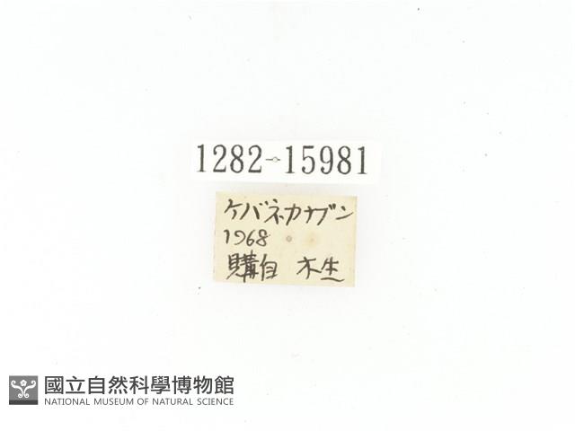 毛翅騷金龜藏品圖，第2張