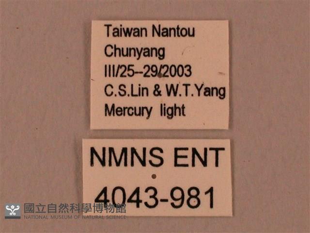 臺灣鋸翅天蛾藏品圖，第3張