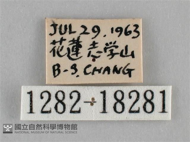 纖粉蝶、黑點粉蝶藏品圖，第3張