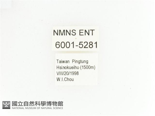 綠艷長腳花金龜藏品圖，第2張