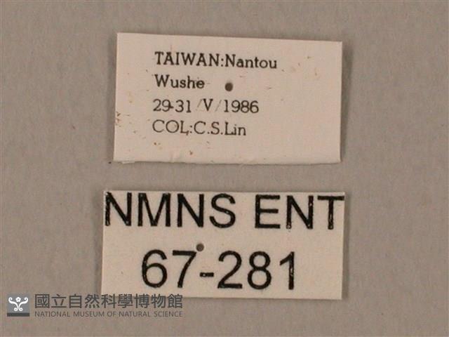 裂斑鷹翅天蛾藏品圖，第3張