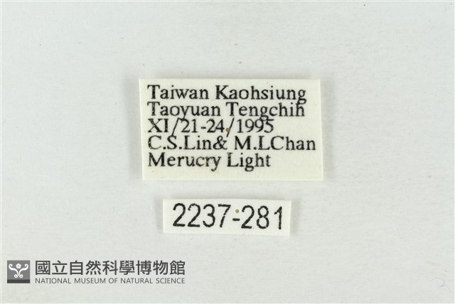 淡紅線波紋蛾藏品圖，第3張