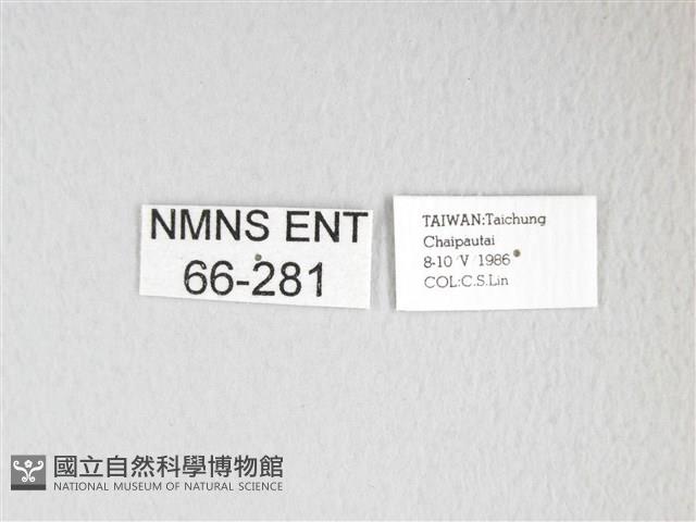 黃豹天蠶蛾藏品圖，第3張