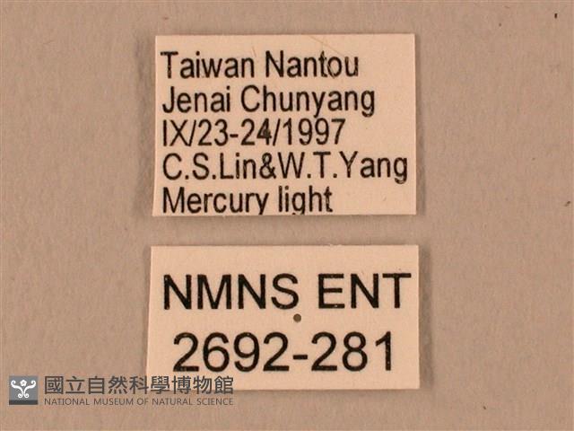 棕綠背線天蛾藏品圖，第3張