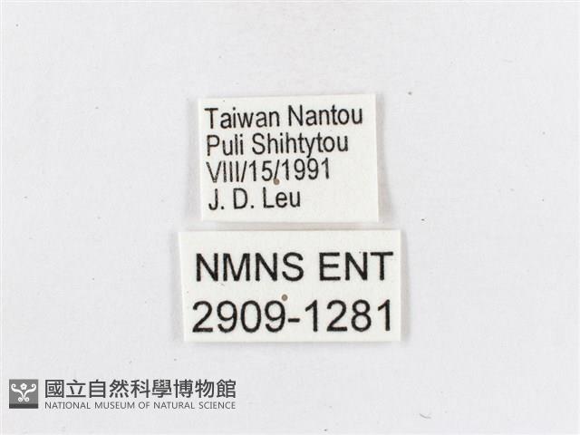 蓬萊茶斑蛾藏品圖，第3張