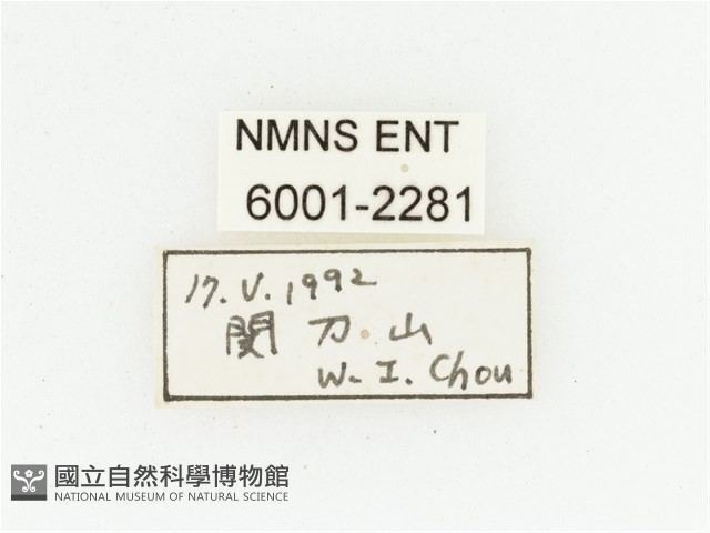 臺灣跗花金龜藏品圖，第2張