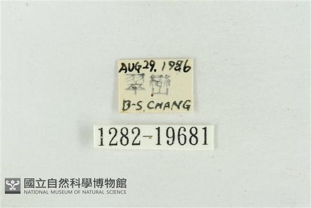 大斑波紋蛾藏品圖，第3張