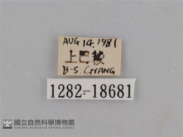 異紋紫斑蝶藏品圖，第3張