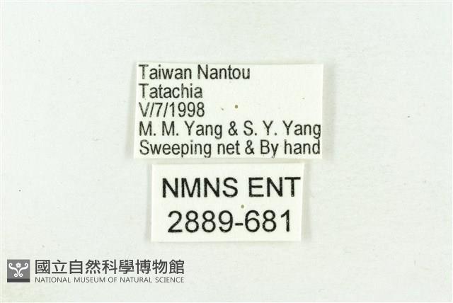 三斑虎灰蝶藏品圖，第3張
