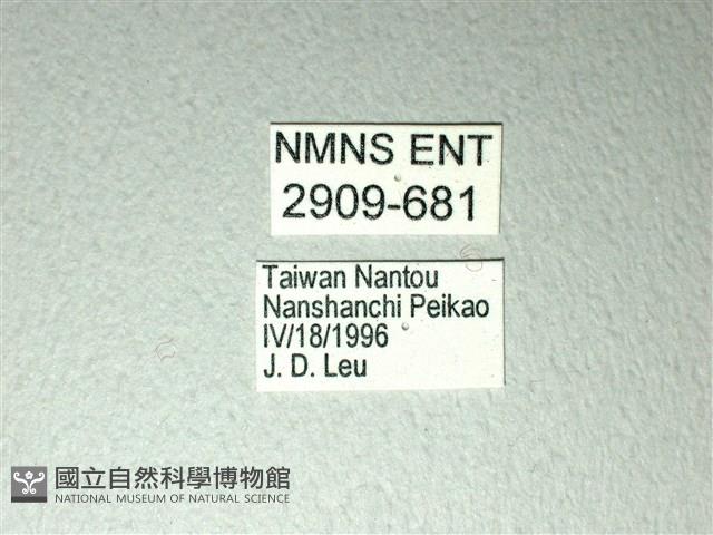 斑鳳蝶藏品圖，第3張